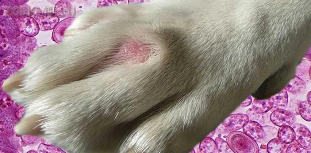 Как предотвратить дерматит на лапах у собаки