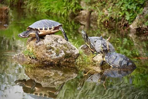 Морские черепахи и их привычки