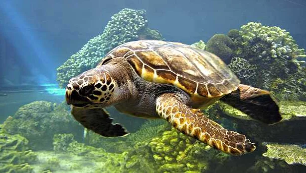 Реки и озера: черепахи в водных средах