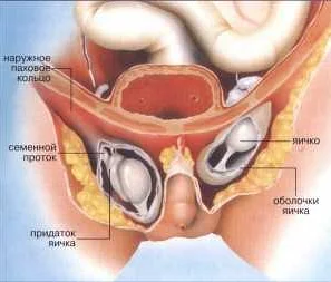 Гермафродиты: уникальные изображения и описание половых органов