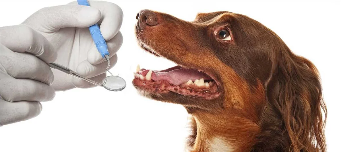 Диагностика гингивита у собак