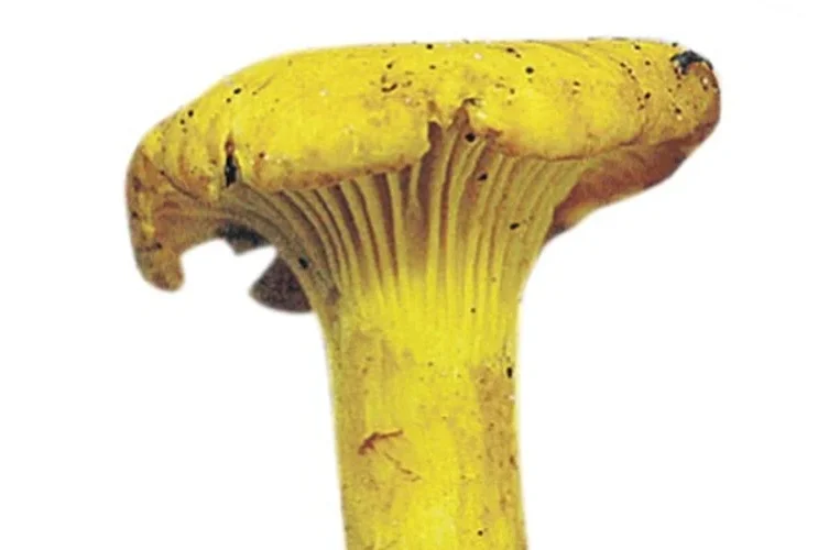 Форма и размеры гриба