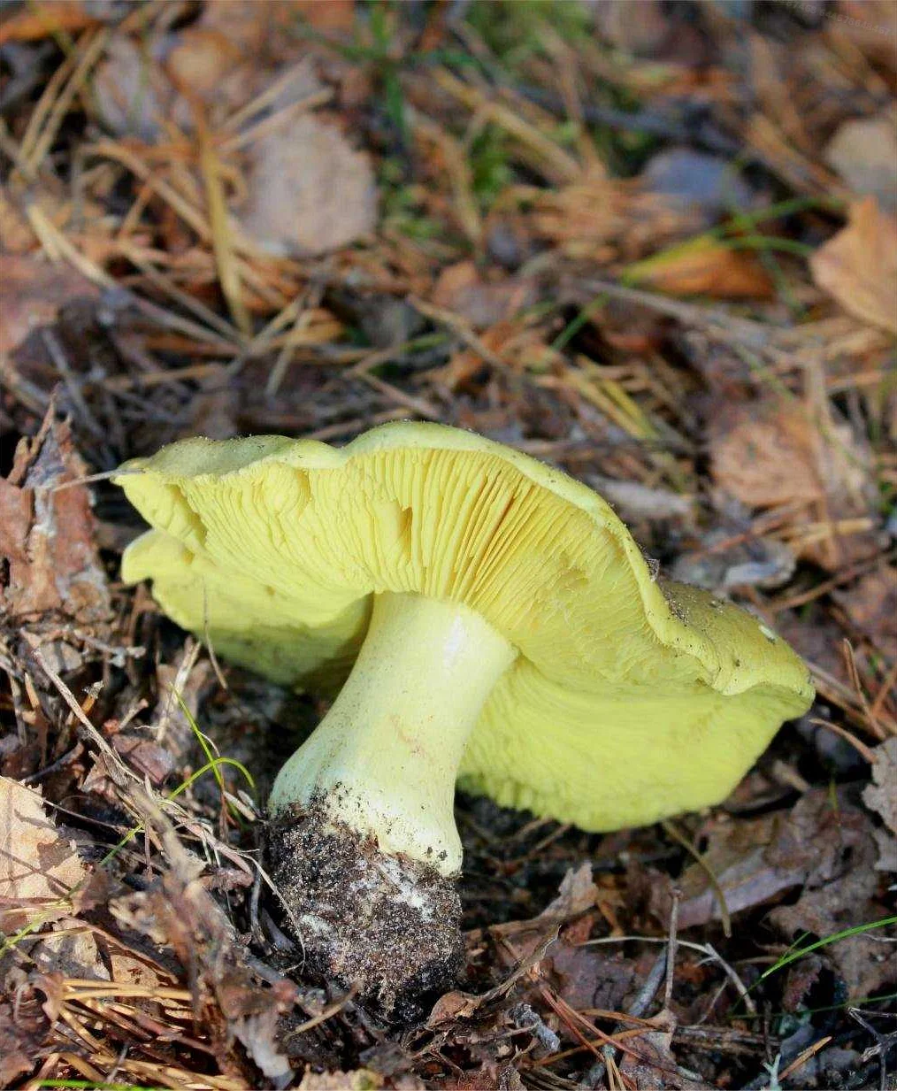 Свойства гриба горчичного цвета